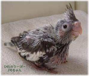 image343.gif