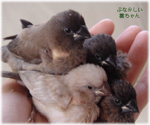 image348.gif