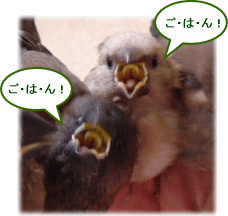 image349.gif