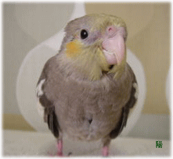 image374.gif