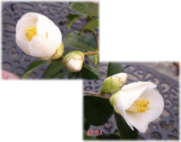 image376.gif