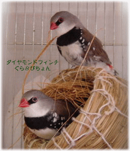 image381.gif