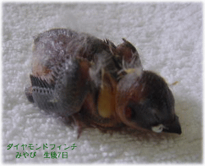 image390.gif