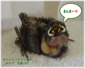 image393.gif