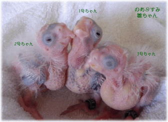 image394.gif