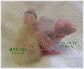 image395.gif