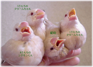 image421.gif