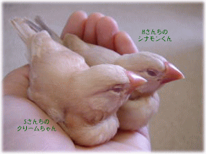 image422.gif