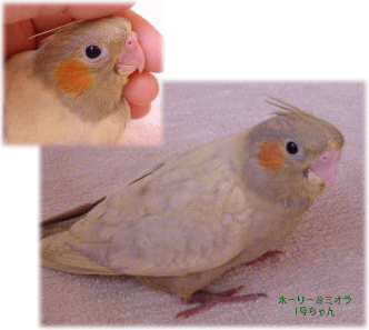 image430.gif