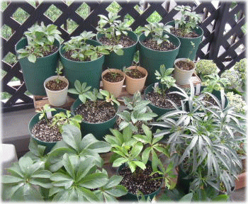 image468.gif