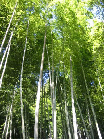 建長寺　ハイキングコース　竹藪