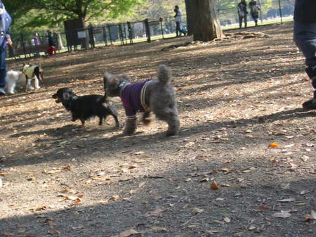 代々木公園ドッグラン