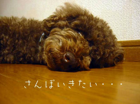 さんぽいきたい・・・