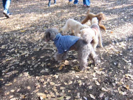 代々木公園ドッグラン