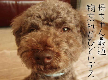 しかるぷるぷる