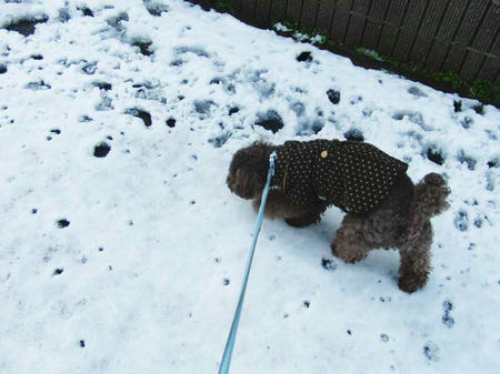 積雪の中を歩くぷるぷる