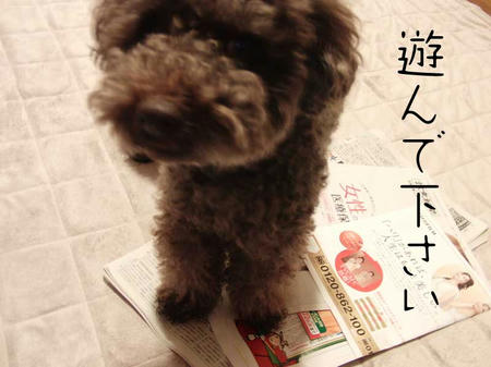 新聞を読むじゃまをするぷるぷる