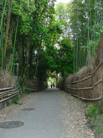 嵐山の竹林