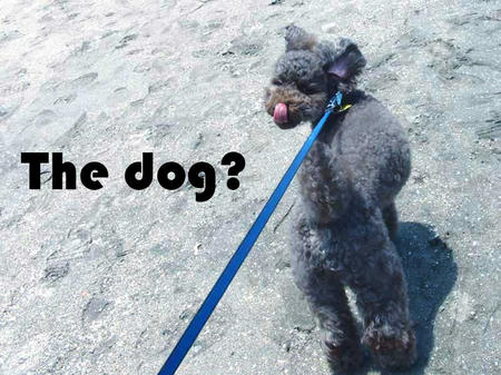 the 犬？