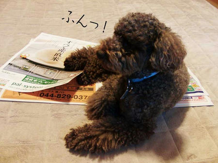 それでも新聞に乗り続けるぷる