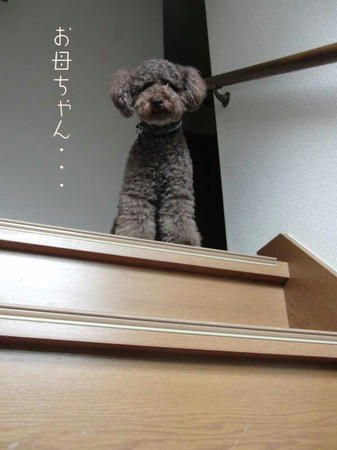 階段を上るぷるぷる