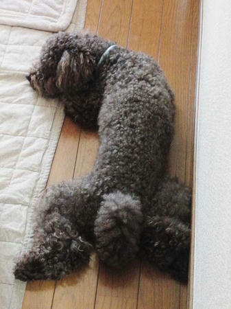 胴長ぷるぷる