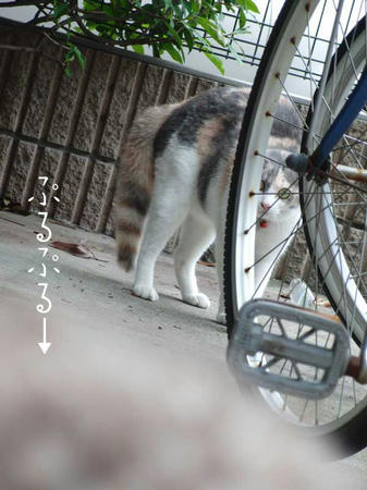 威嚇するネコ