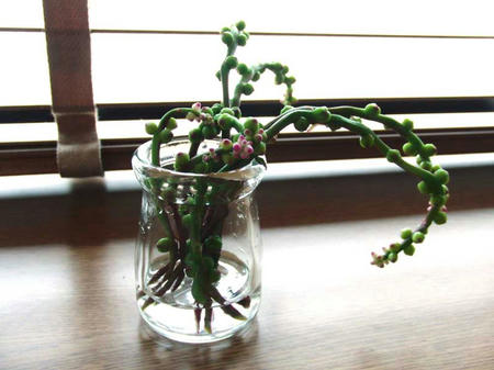 有機野菜 つるむらさきの花芽