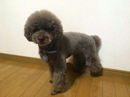 自宅トリミングで事故が しっぽがぷるぷる 手作り犬ごはん