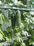 20100818-1.jpg