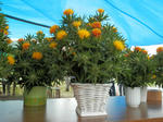 P7130454.JPG