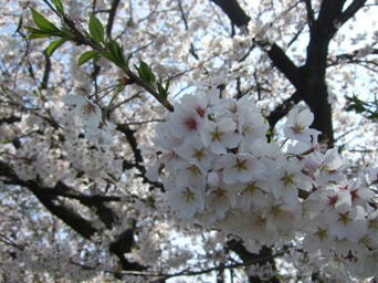 DSCF3396.JPG