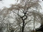 e477ec53.JPG