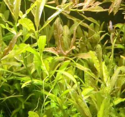 やざわ