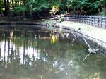 鯉のいる池