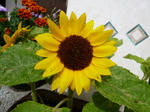 s-P1020396.jpg