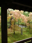 tofukuji2.jpg