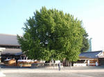 nishi_honganji.jpg