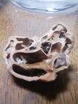 クルミのカラ