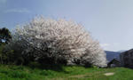桜二号！！