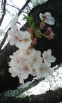 DVC00289.JPG