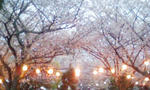 桜その１