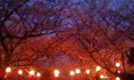 夜桜♪
