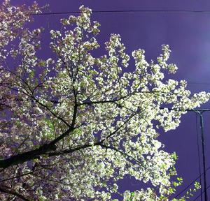 20100412.jpg