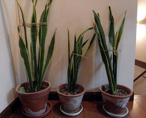 20100705.jpg