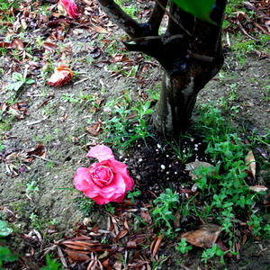 20110320.jpg