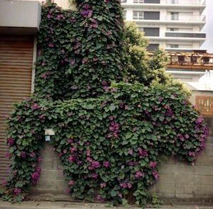 20110703.jpg