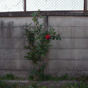 20120603.jpg