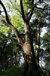 Piece_of_Earth_161.jpg