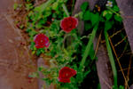 FH030007-3.jpg
